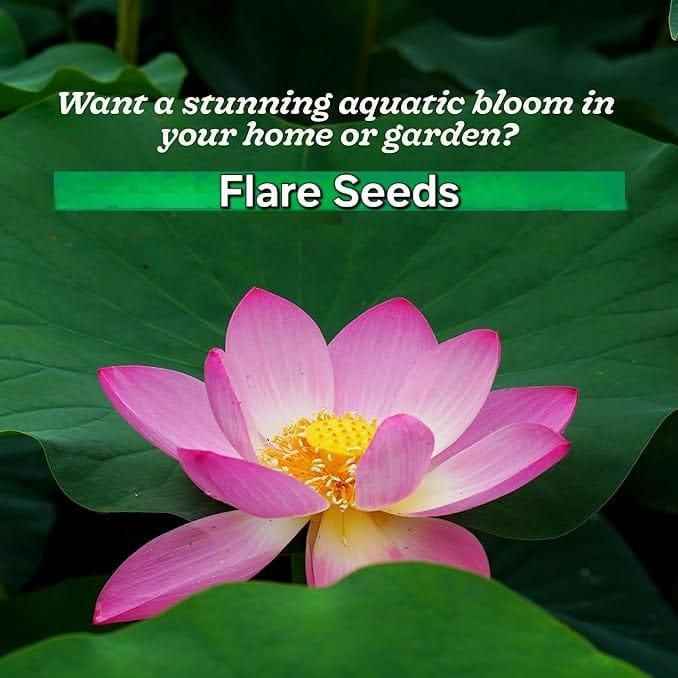 20 Pcs Japanese Bonsai Lotus Seeds – Exotic Aquatic Flower Seeds for Home Garden & Pond – Pack of 1 - Image 3