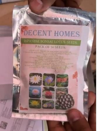 20 Pcs Japanese Bonsai Lotus Seeds – Exotic Aquatic Flower Seeds for Home Garden & Pond – Pack of 1 - Image 4