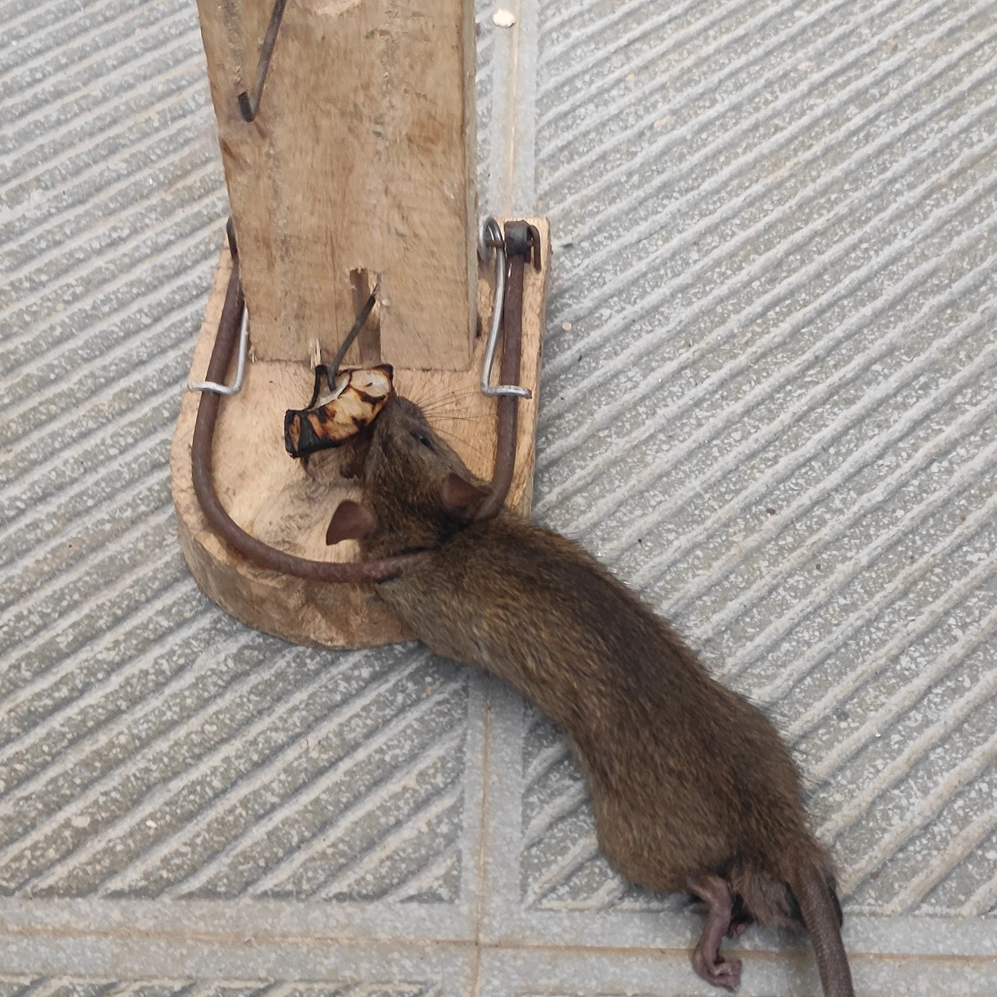 Spring type Auto Wooden Mouse Rat Trap | Mouse Catch - Image 2